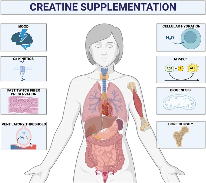 Creatine for perimenopause women, what are the benefits and side effects?
