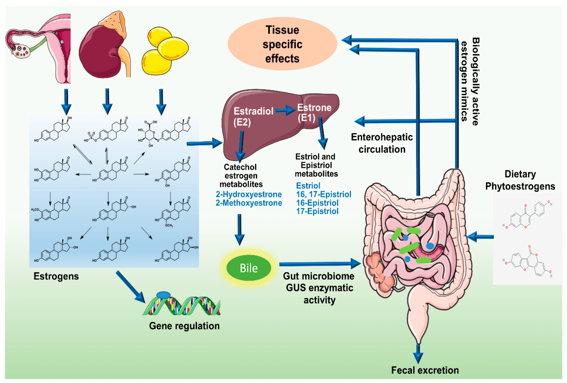 How does the estrobolome affect oestrogen metabolism in perimenopause?