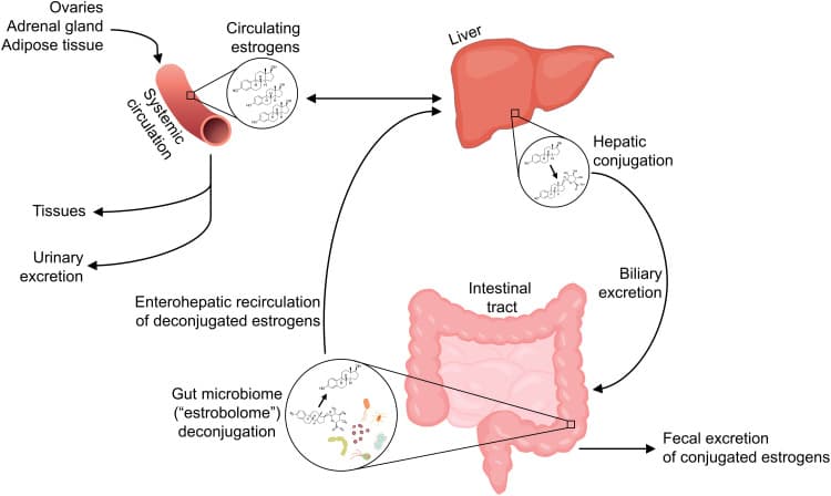 How does the gut-oestrogen interplay affect perimenopause, evidence review